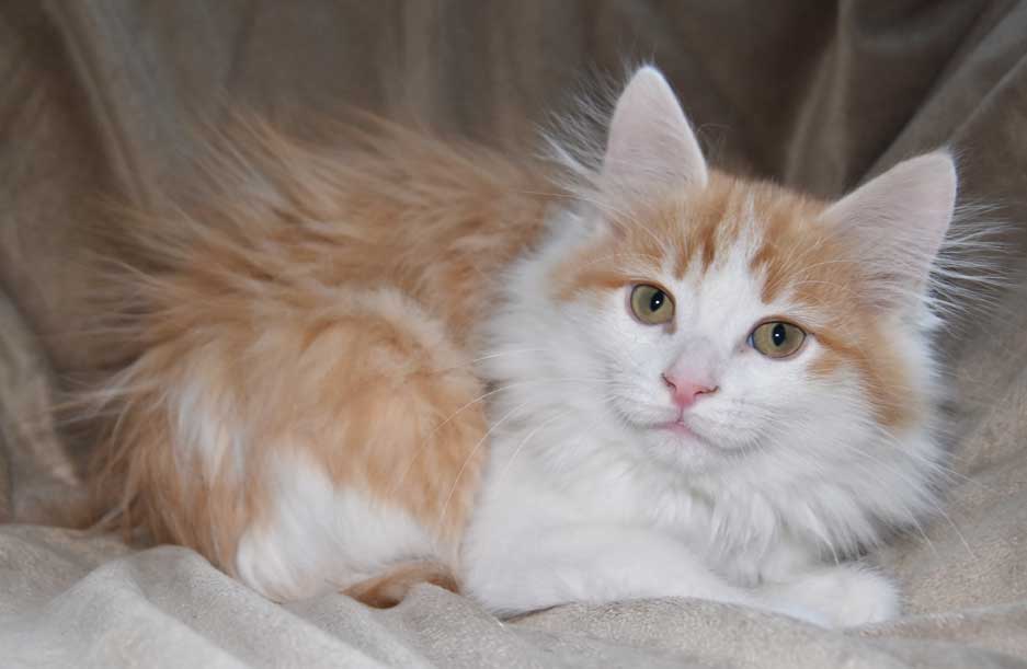 sibirisk kattunge Triton