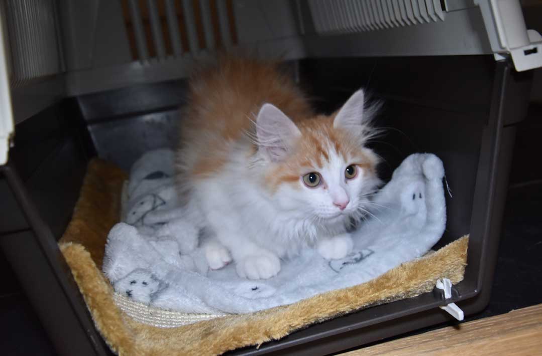 sibirisk kattunge Triton