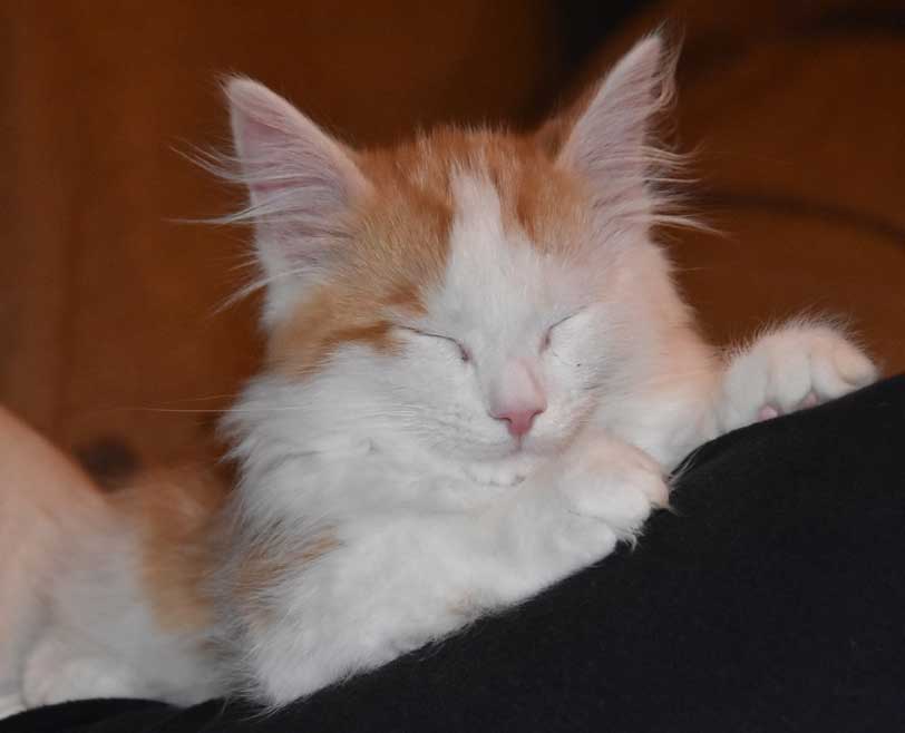 sibirisk kattunge Thebe
