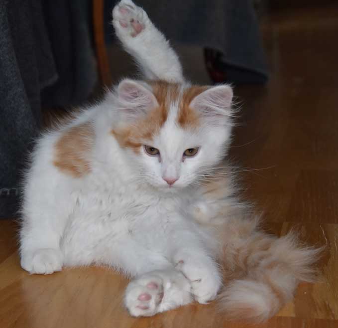 sibirisk kattunge Thebe