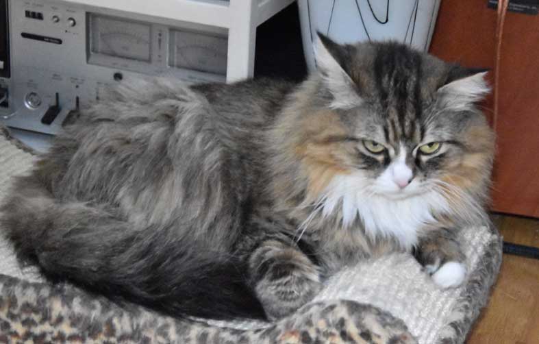 sibirisk katt Mitzi
