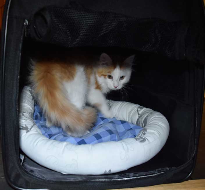 sibirisk kattunge Thebe