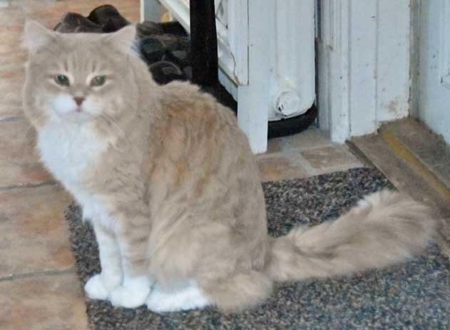 sibirisk katt Lulle