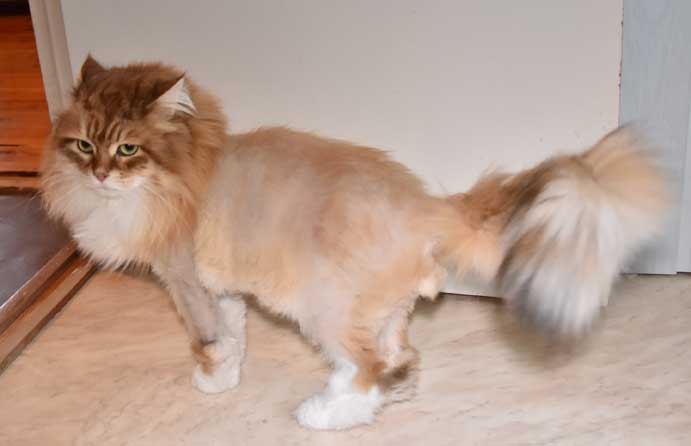 sibrisk katt Klimpen