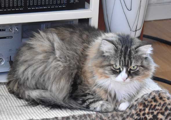sibirisk katt Mitzi