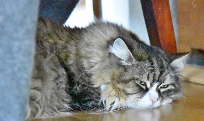 sibirisk katt Mitzi