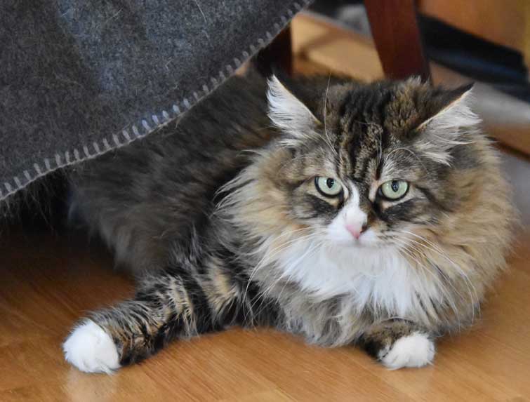 sibirisk katt Mitzi