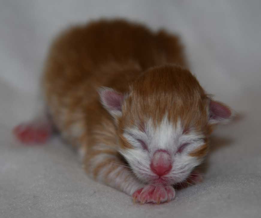 sibirisk katt Ukko