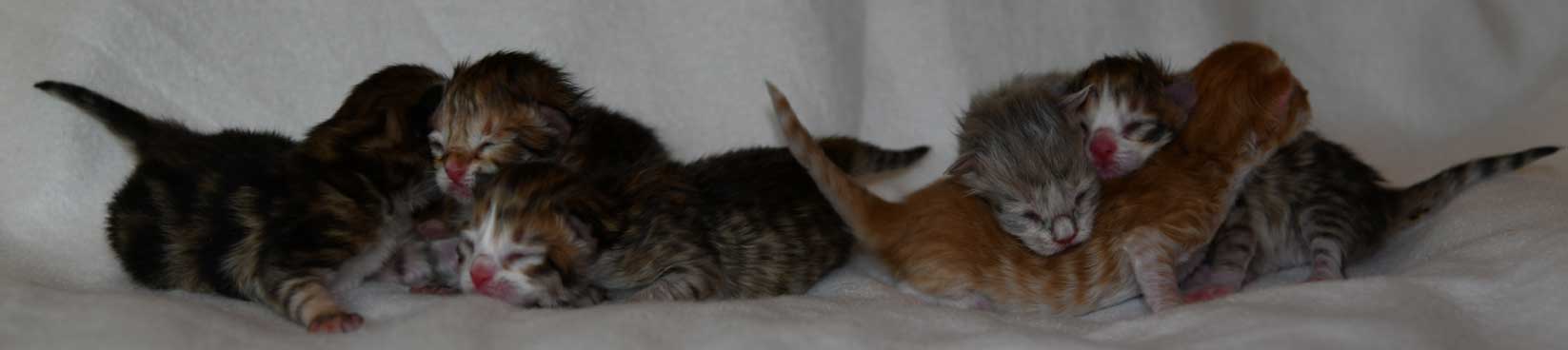 sibirisk katt Uu-kull
