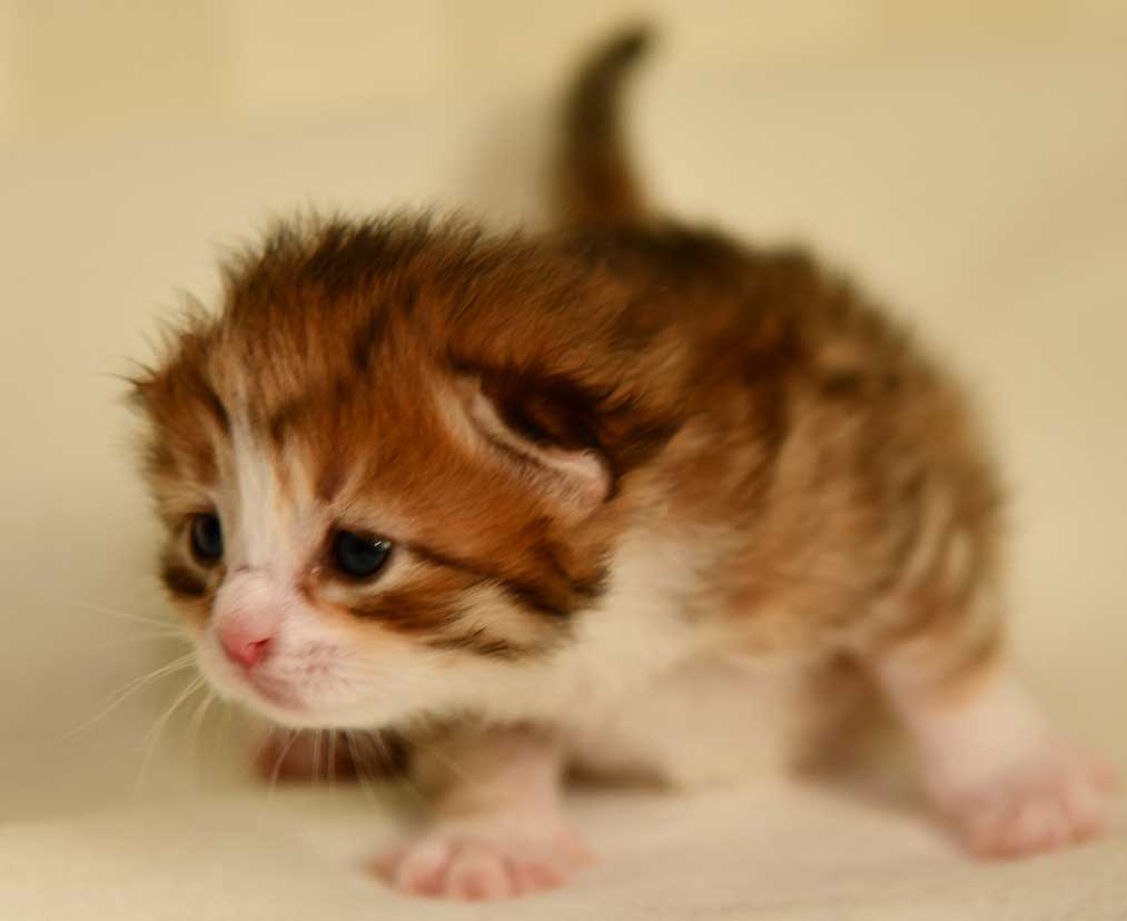 sibirisk katt Ueta