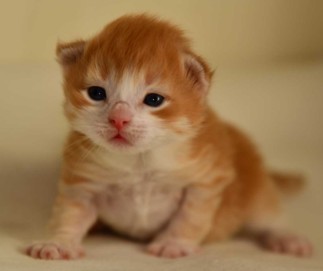 sibirisk katt Ukko