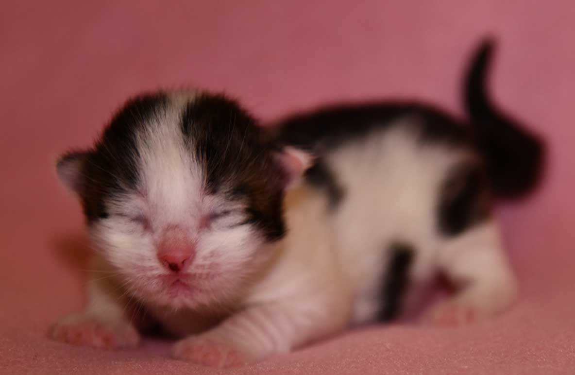 sibirisk kattunge Velimir