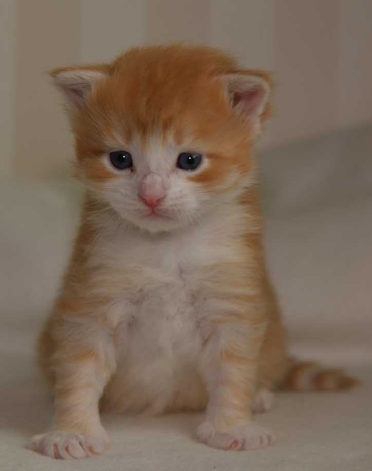 sibirisk kattunge Ukko