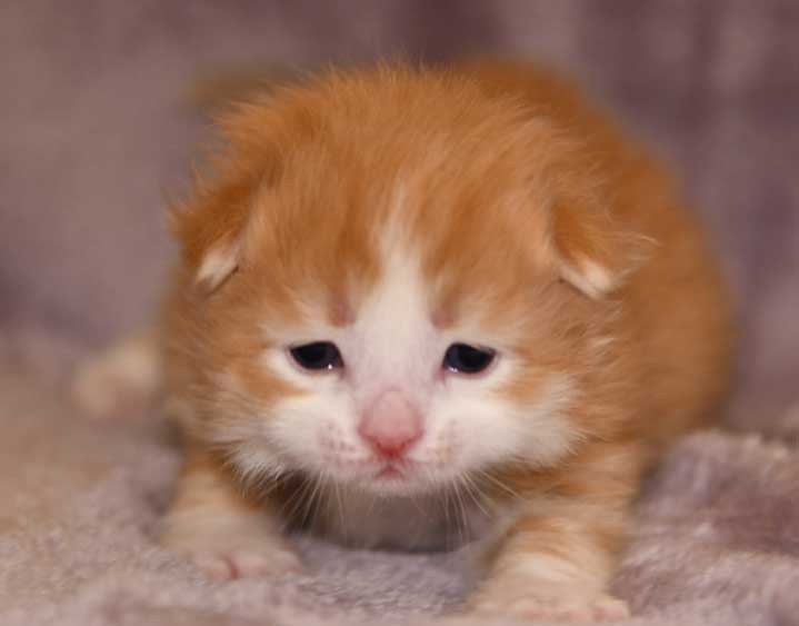 sibirisk katt Verdi