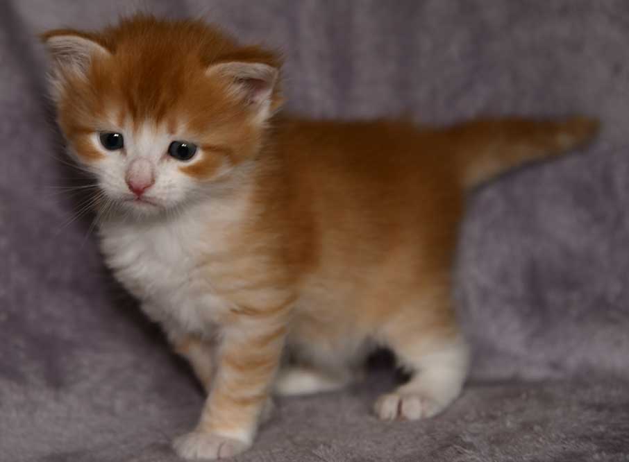 sibirisk katt Ukko