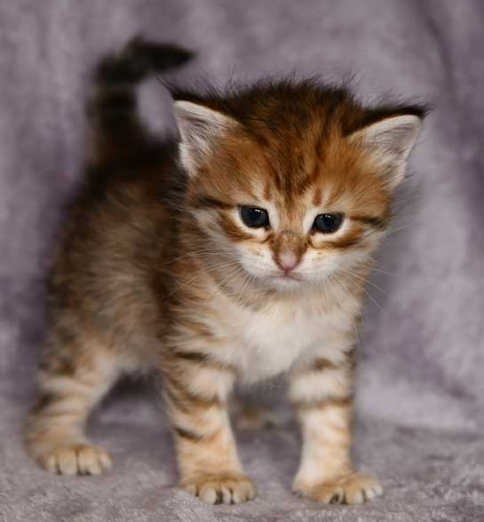 sibirisk kattunge Ursula