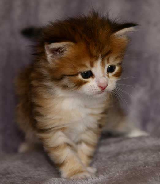 sibirisk kattunge Urey