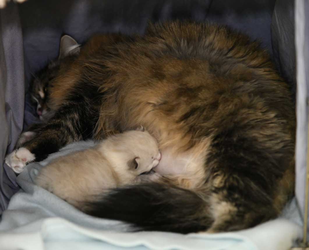 sibirisk katt Ww-kull