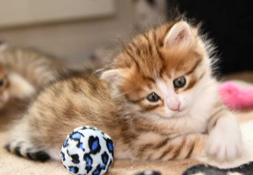 sibirisk kattunge Ueta