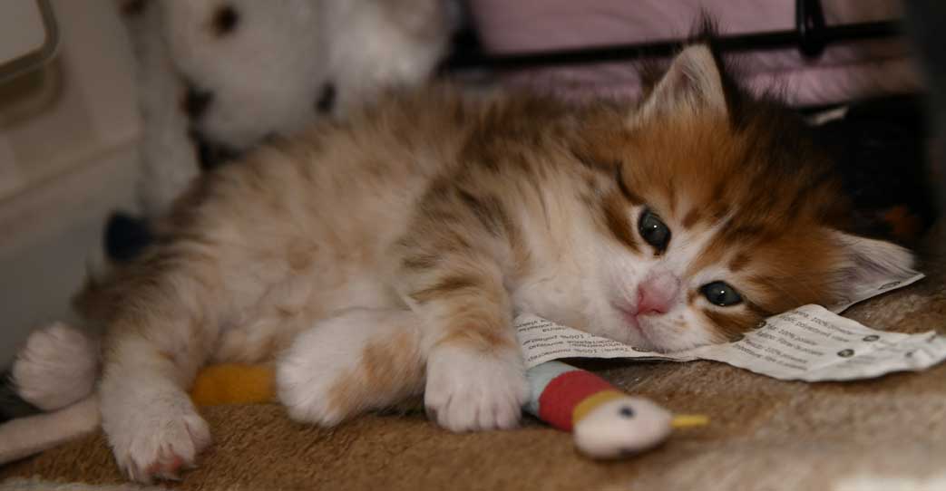 sibirisk kattunge Urey