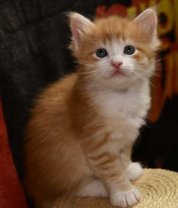 sibirisk kattunge Ukko