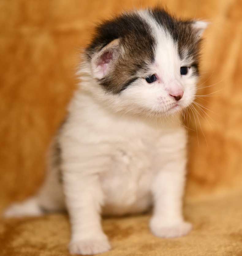 sibirisk kattunge Velimir