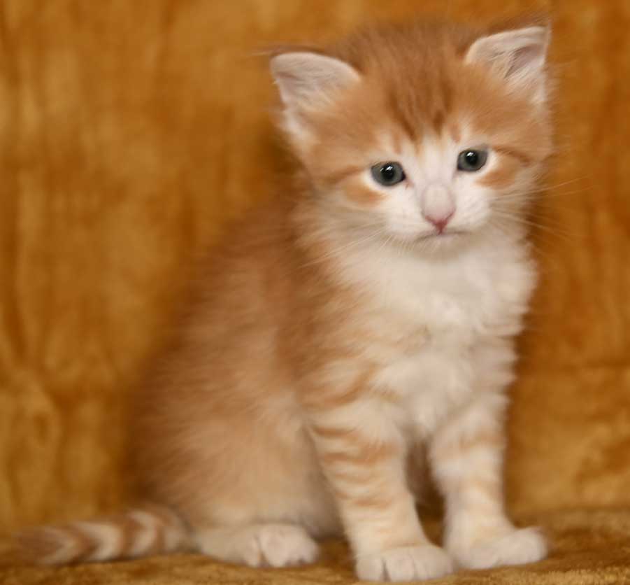 sibirisk kattunge Ukko