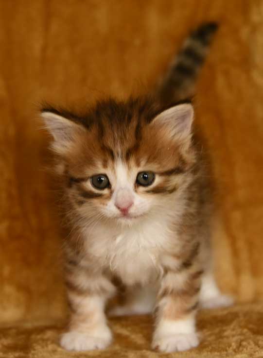 sibirisk kattunge Ueta