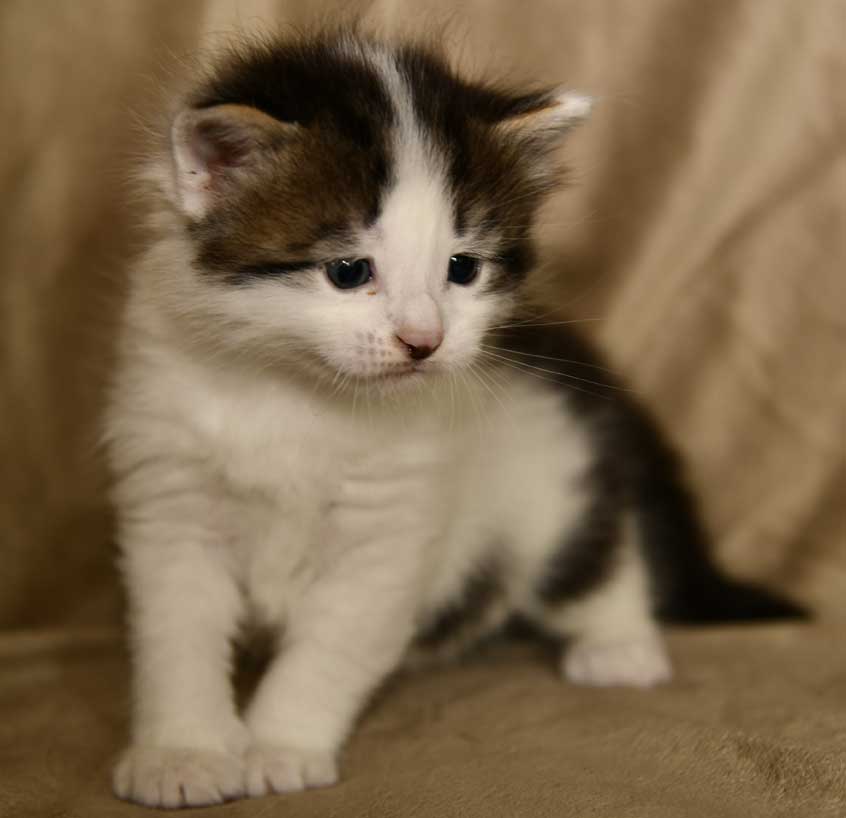 sibirisk kattunge Velimir