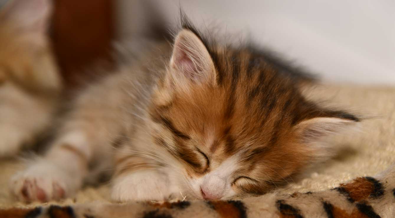 Sibirisk kattunge Ueta