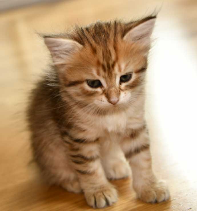 sibirisk kattunge