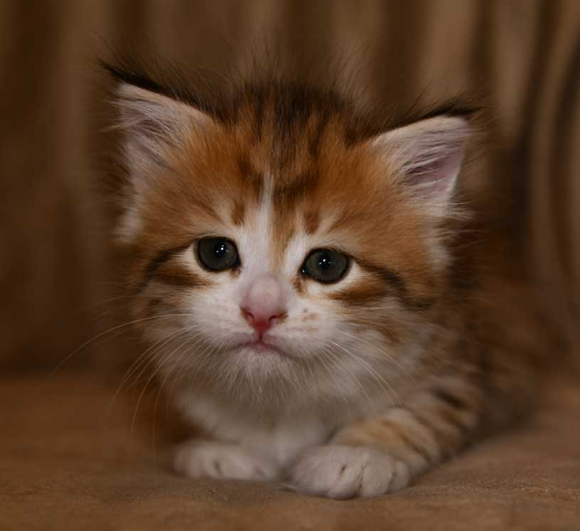 sibirisk kattunge Urey