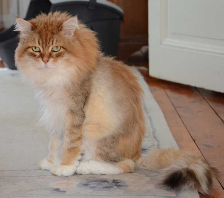 sibirisk katt Klimpen
