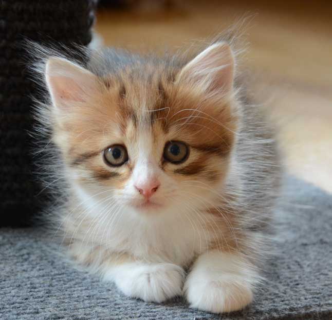 sibirisk kattunge Ueta