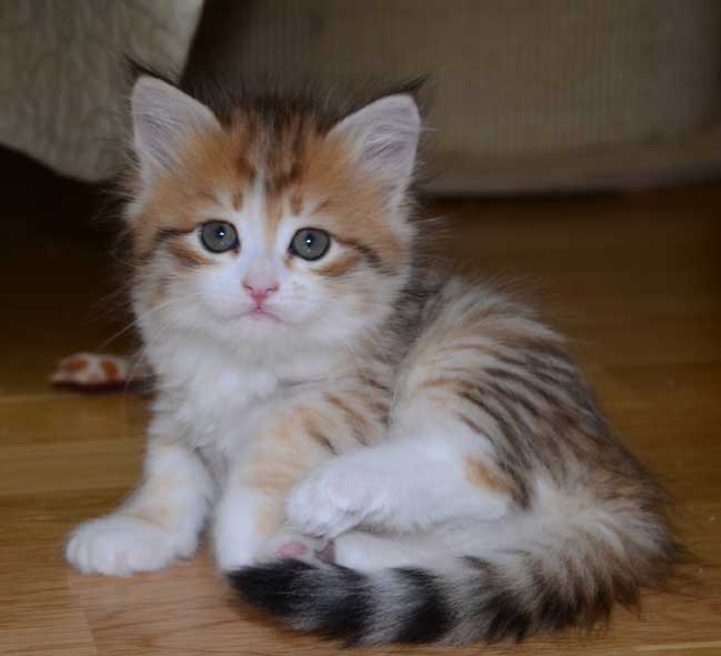 sibirisk kattunge Urey