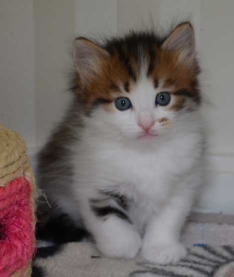 sibirisk kattunge Viv