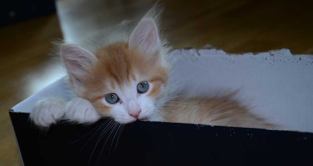 sibirisk katt Ukko