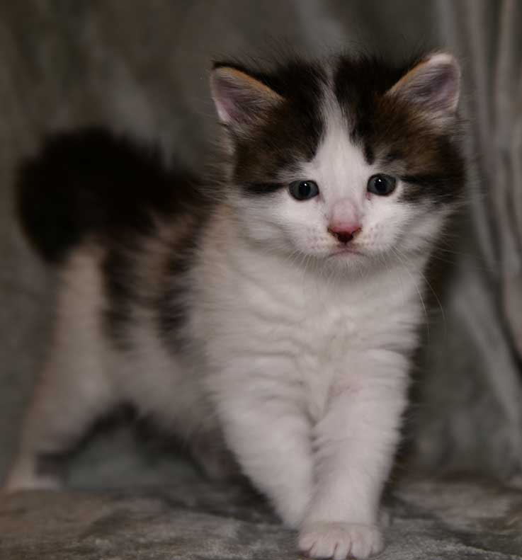 sibirisk kattunge Velimir