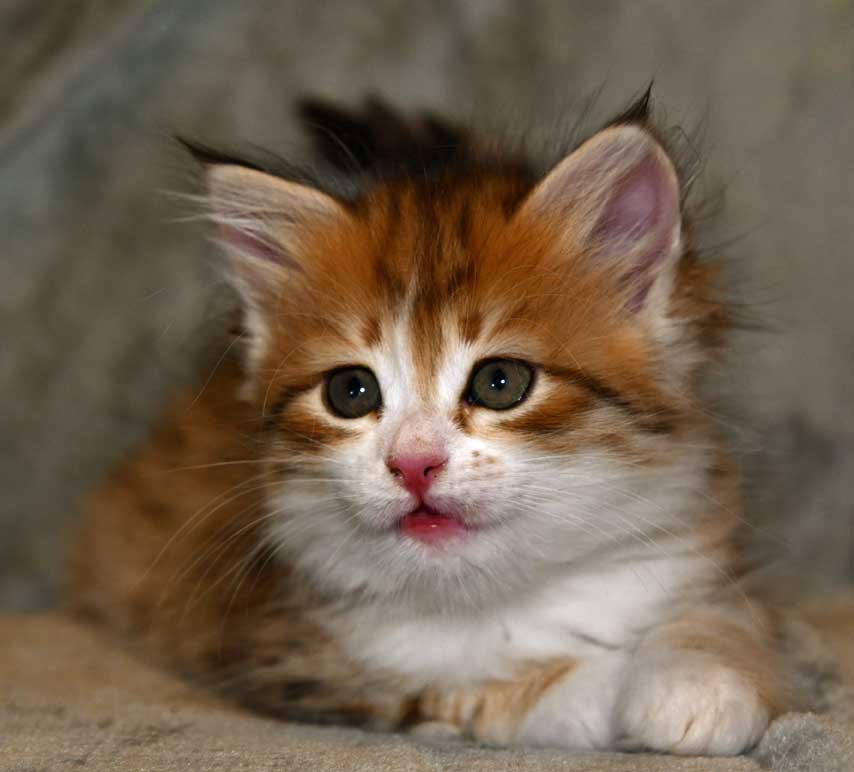 sibirisk kattunge Urey