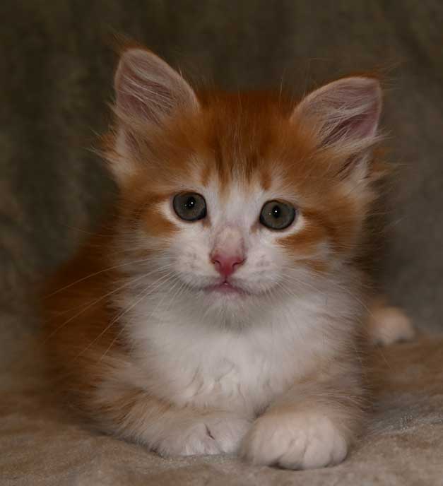 sibirisk kattunge Ukko