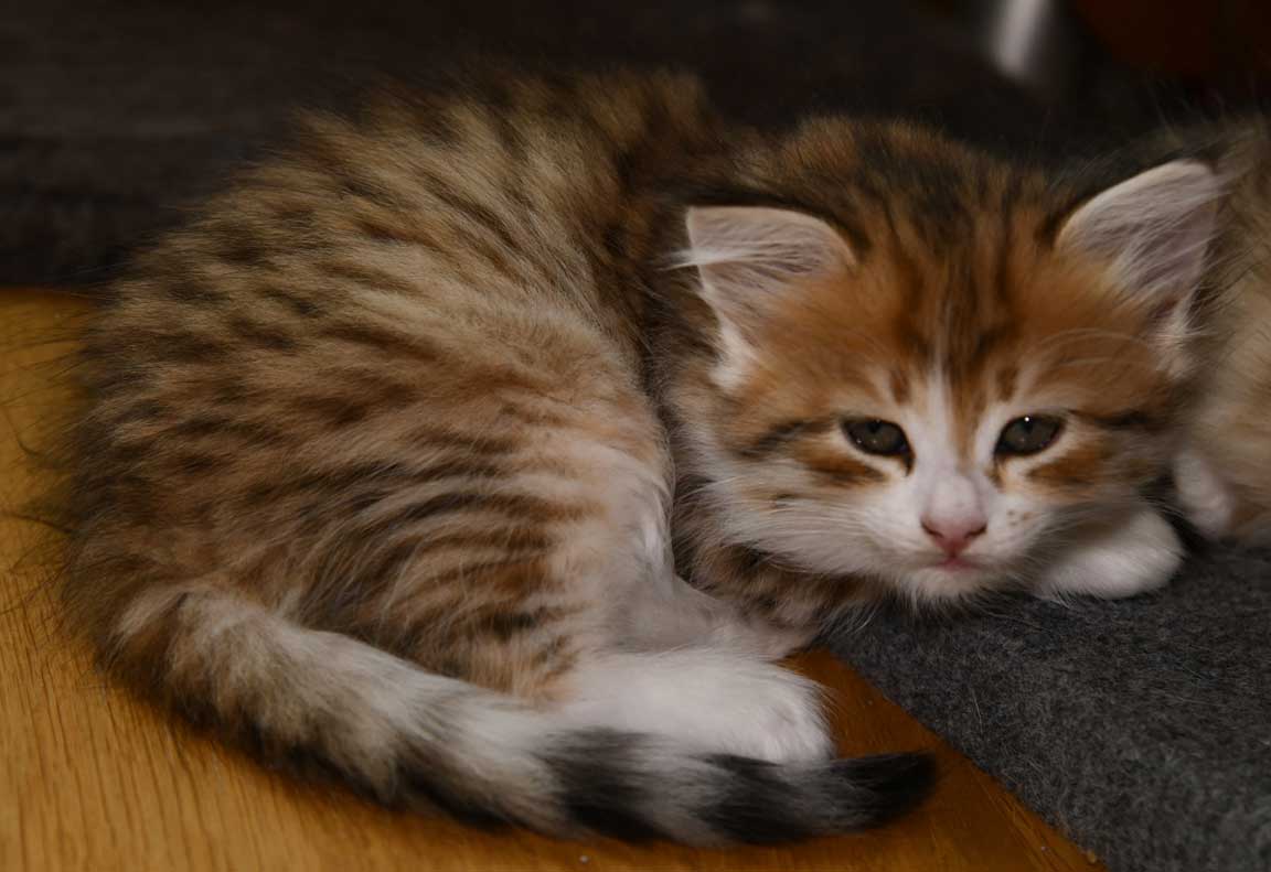 sibirisk kattunge Urey