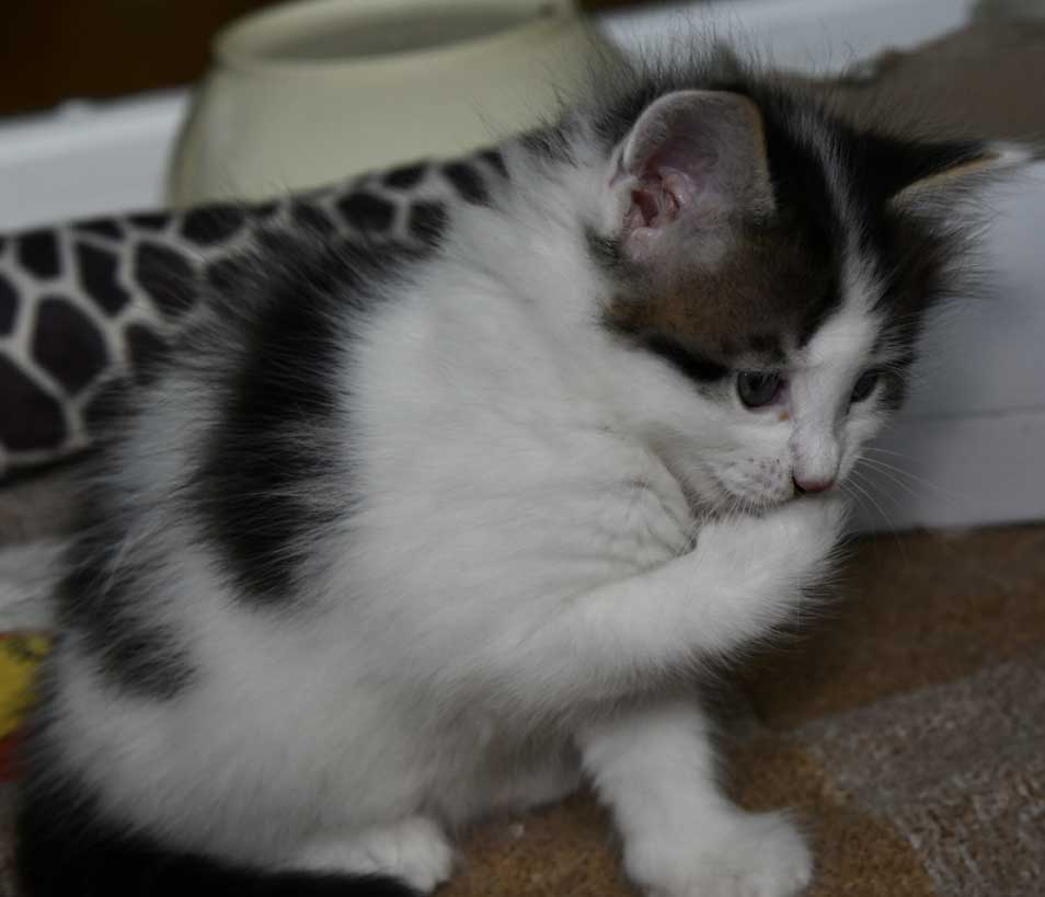 sibirisk kattunge Velimir