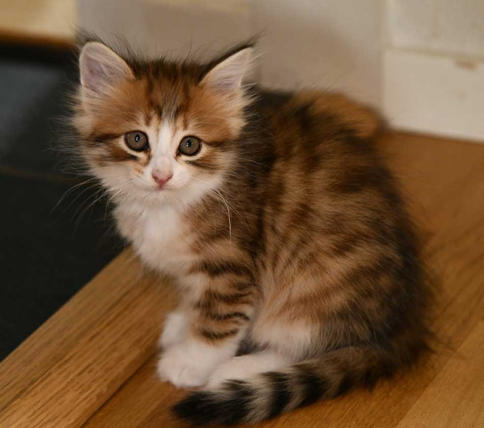 sibirisk kattunge Ueta