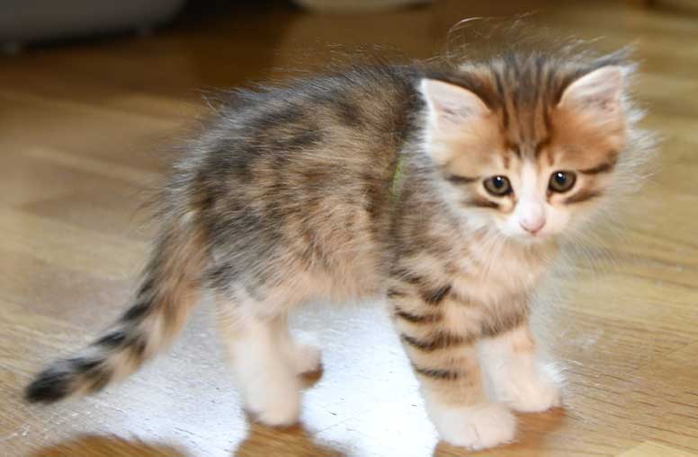 sibirisk kattunge Ueta