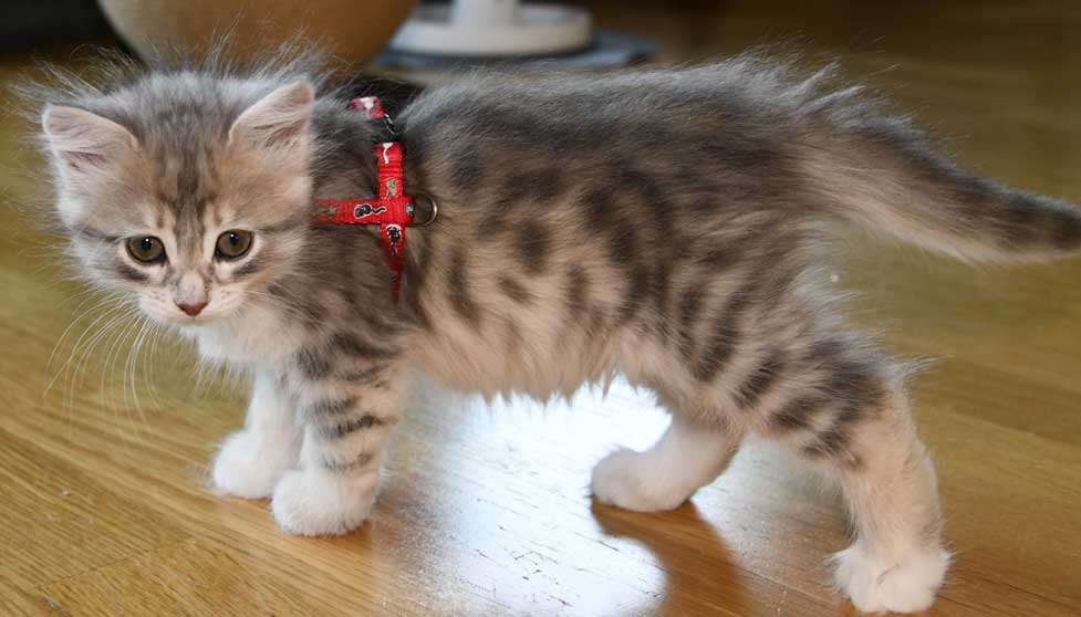 sibirisk kattunge Utopia