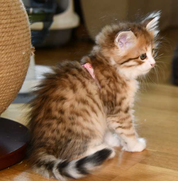 sibirisk kattunge Urey