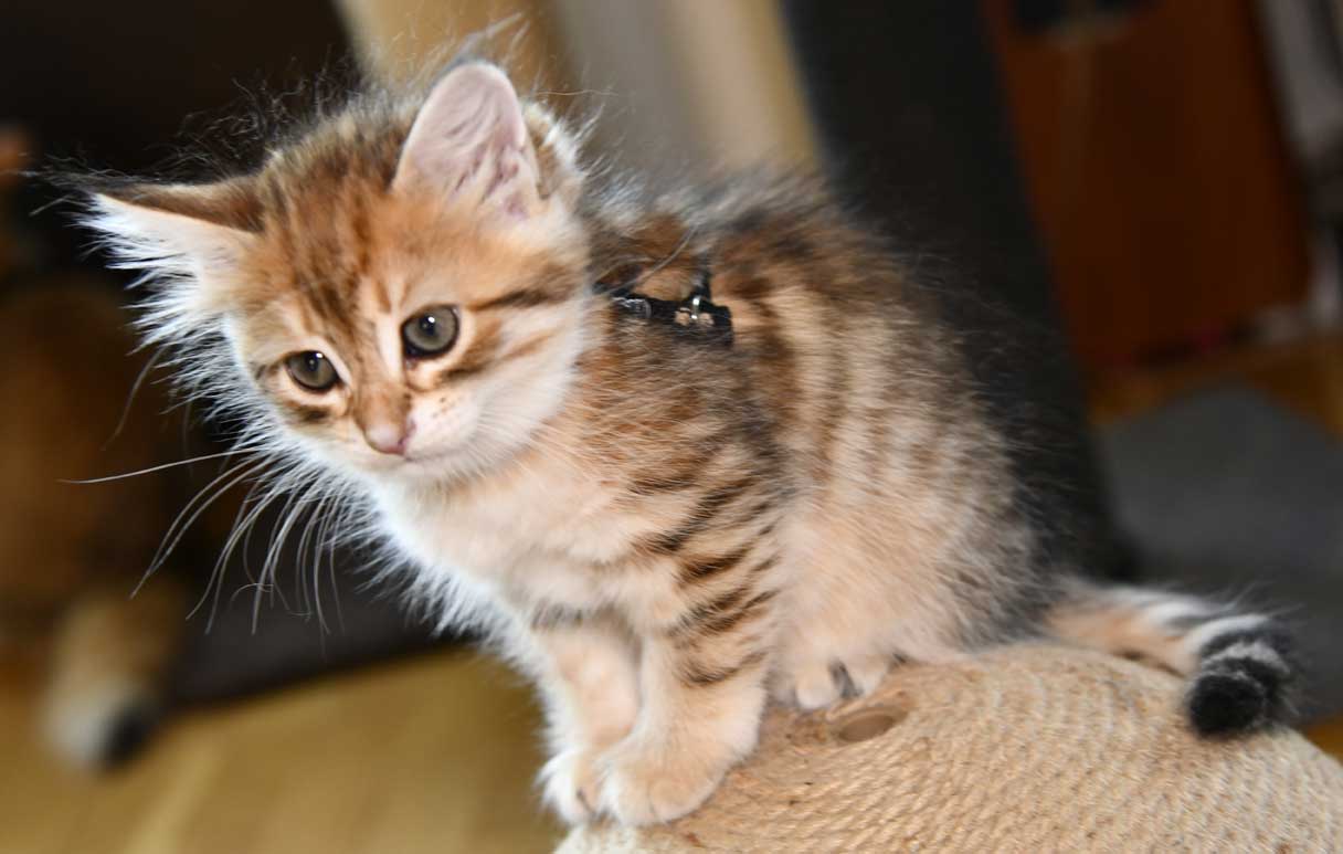 sibirisk katt Ursula