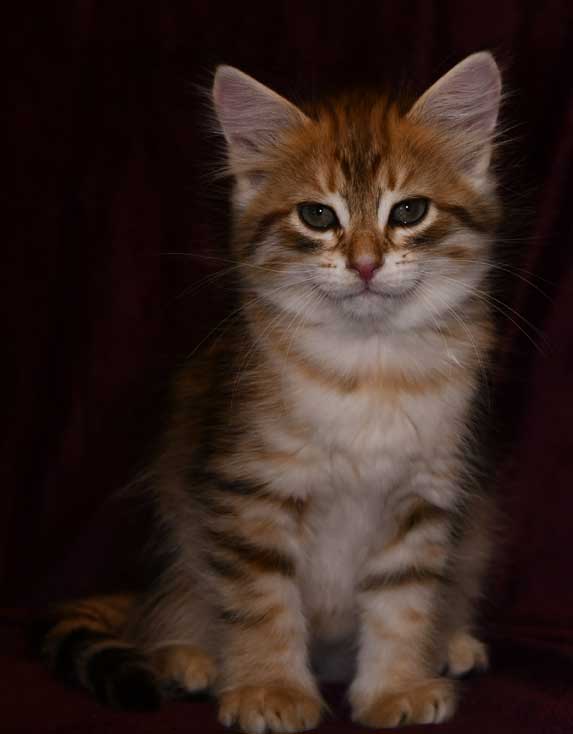 sibirisk kattunge Ursula