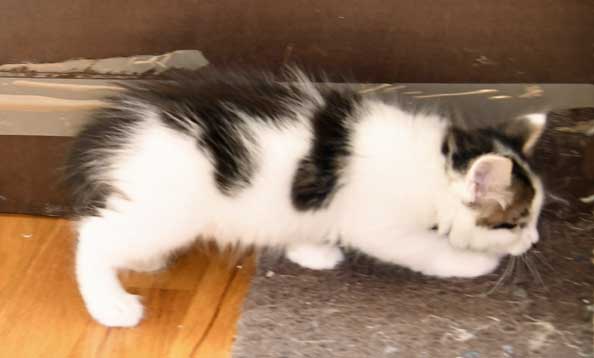 sibirisk kattunge Velimir
