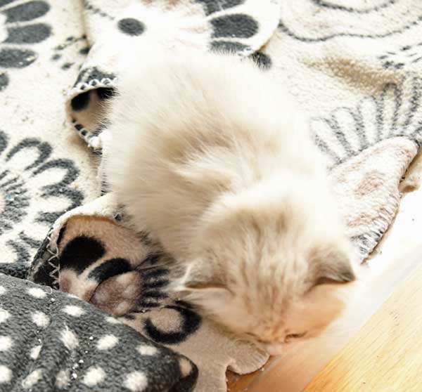 sibirisk kattunge White